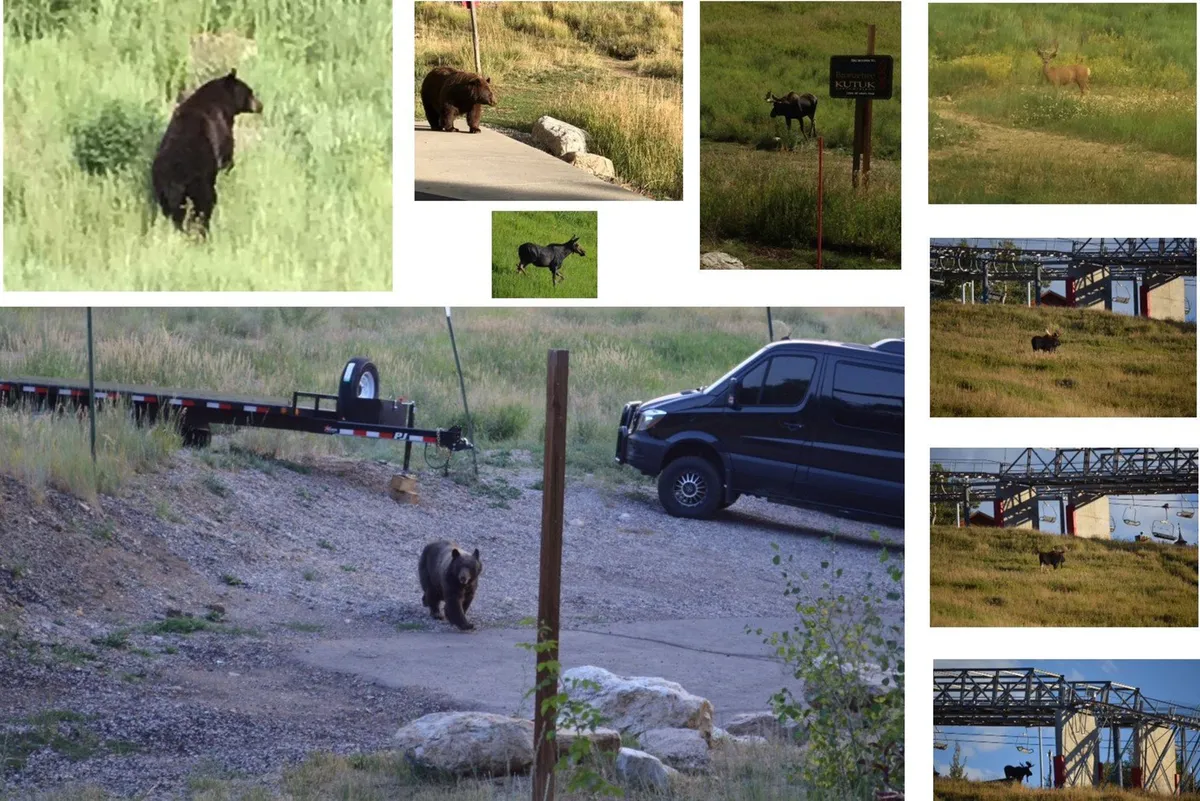 This exterior image features a scenic grassland with a road, wildlife including a bear, deer, and moose, and visible vehicles, evoking the experience of encountering nature and the ease of access to outdoor adventures around Steamboat. The presence of vehicles and road hint at accessible transportation and exploration opportunities.